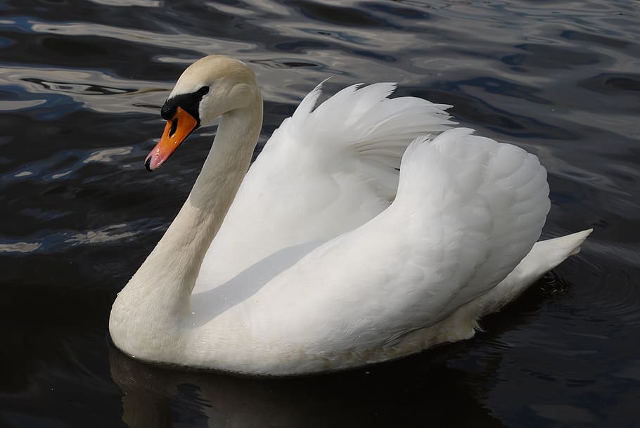 swan, fowl, water bird, lake, beautiful, peaceful, animals in the wild, animal wildlife, water, bird