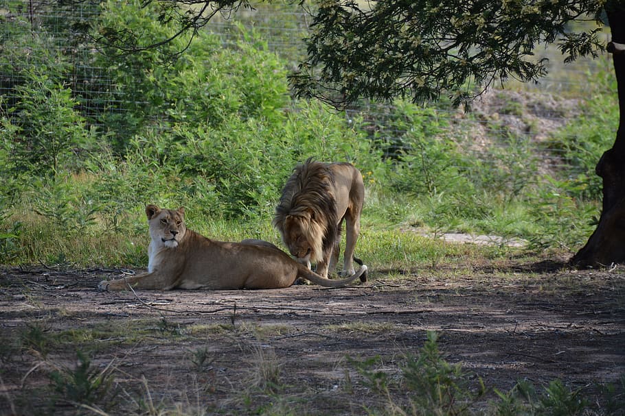 lions couple, south, africa, Lions, Couple, South Africa, national park, wild, wildlife, animal