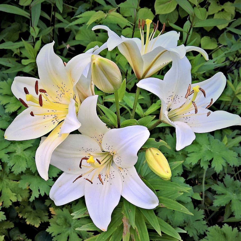 Flower, Lily, White, White Lily, Royal Lily, lily, high growing, early, many flowers, fragrant, flowers stamens
