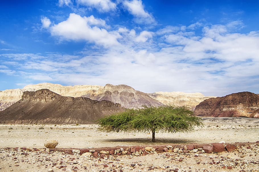 israel, negev, timna park, rocks, acacia tree, dry, sandstone, sky, travel, tourism