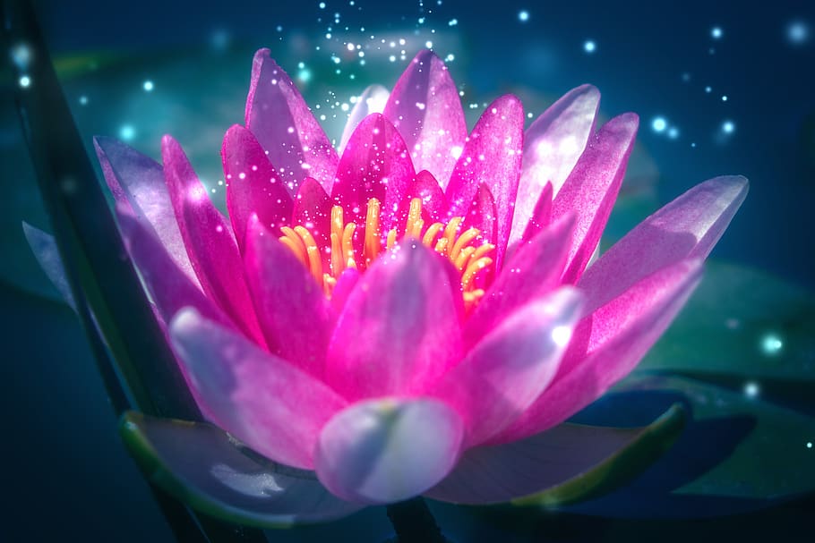 lotus, water lily, pink, flower, pond, meditation, nature, wellness, background, zen