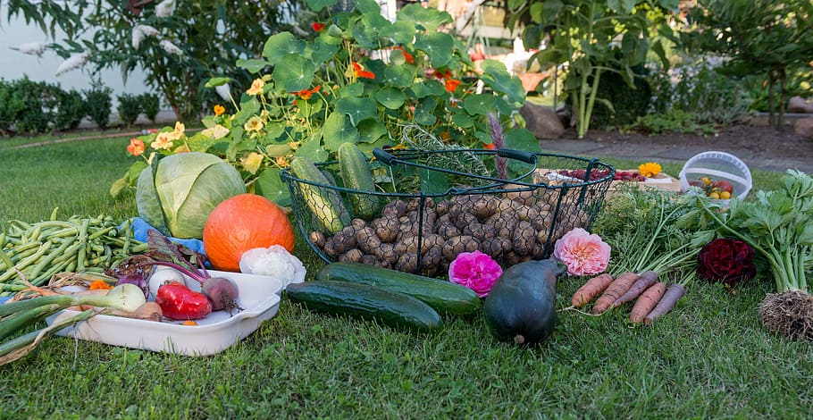 sortidas, legumes, grama, outono, colheita, jardim, horta, fruta, batatas, cenoura