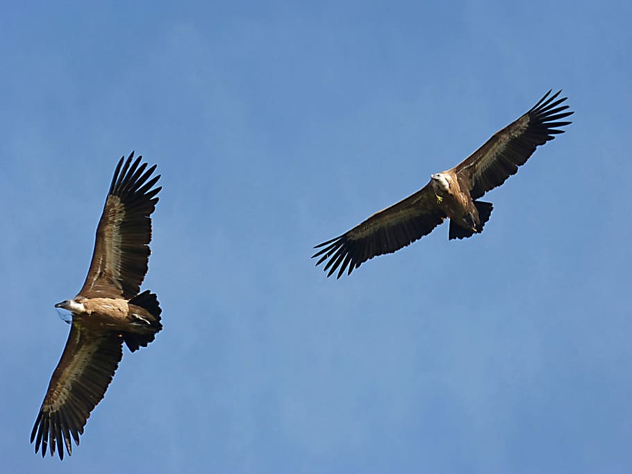 Vultures, Nest, Fly, Sky, make the nest, priorat, montsant, flying, bird, animal wildlife