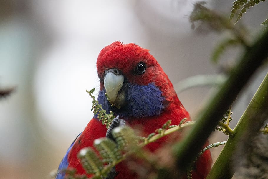 close-up, pássaro, selvagem, natureza, papagaio, austrália, vermelho, animais selvagens, penas, um animal