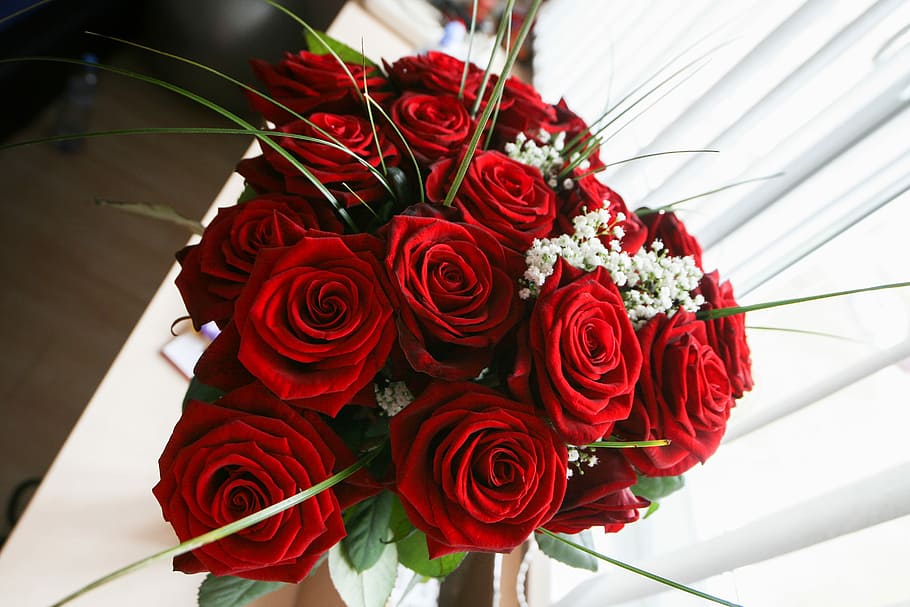 gadis cinta mawar, Gadis Cinta, Mawar, bunga, merah, mawar - Bunga, karangan bunga, alam, cinta, roman