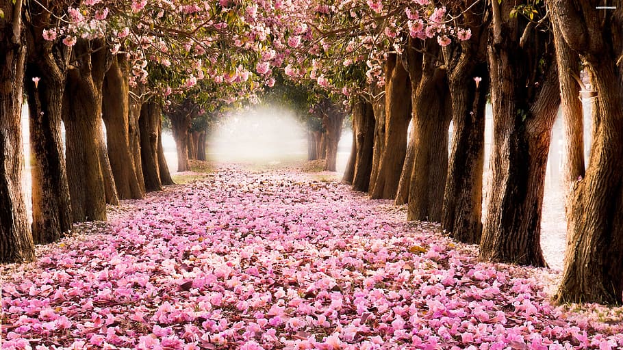 pathway, pink, leaves, nature, outdoor, season, forest, colorful, flower, tree