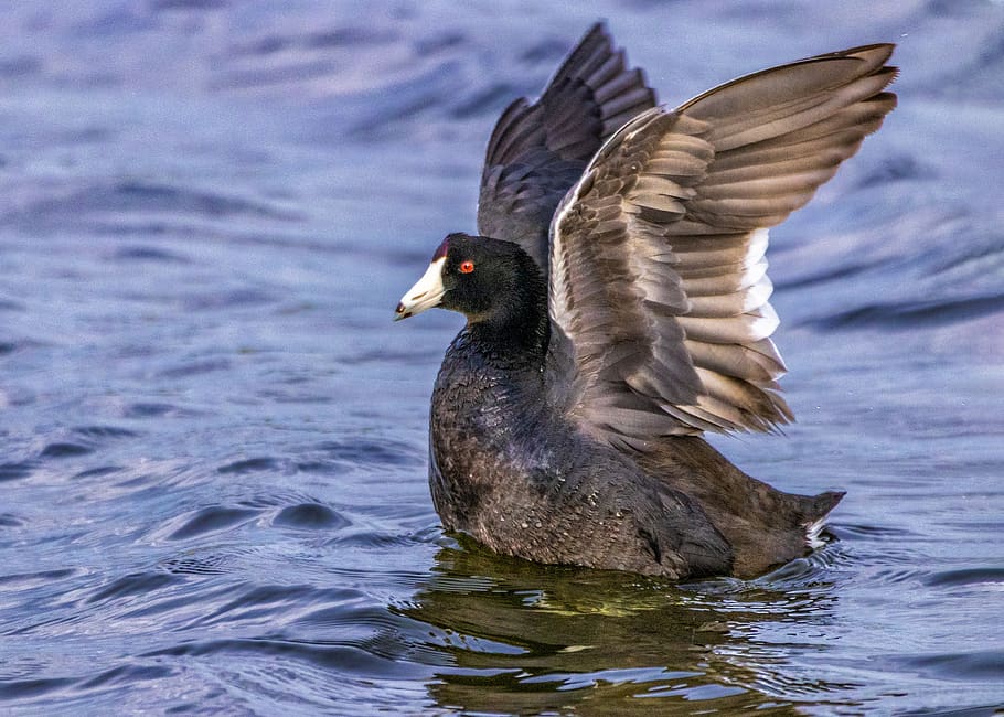motion, water, nature, flying, animal, bird, day, outdoors, waterfront, american coot