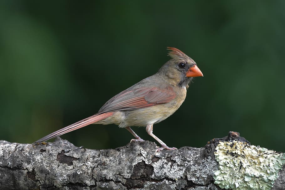 bird, female northern cardinal, full-profile, closeup, dark green blurred background, vertebrate, animals in the wild, animal themes, one animal, animal wildlife