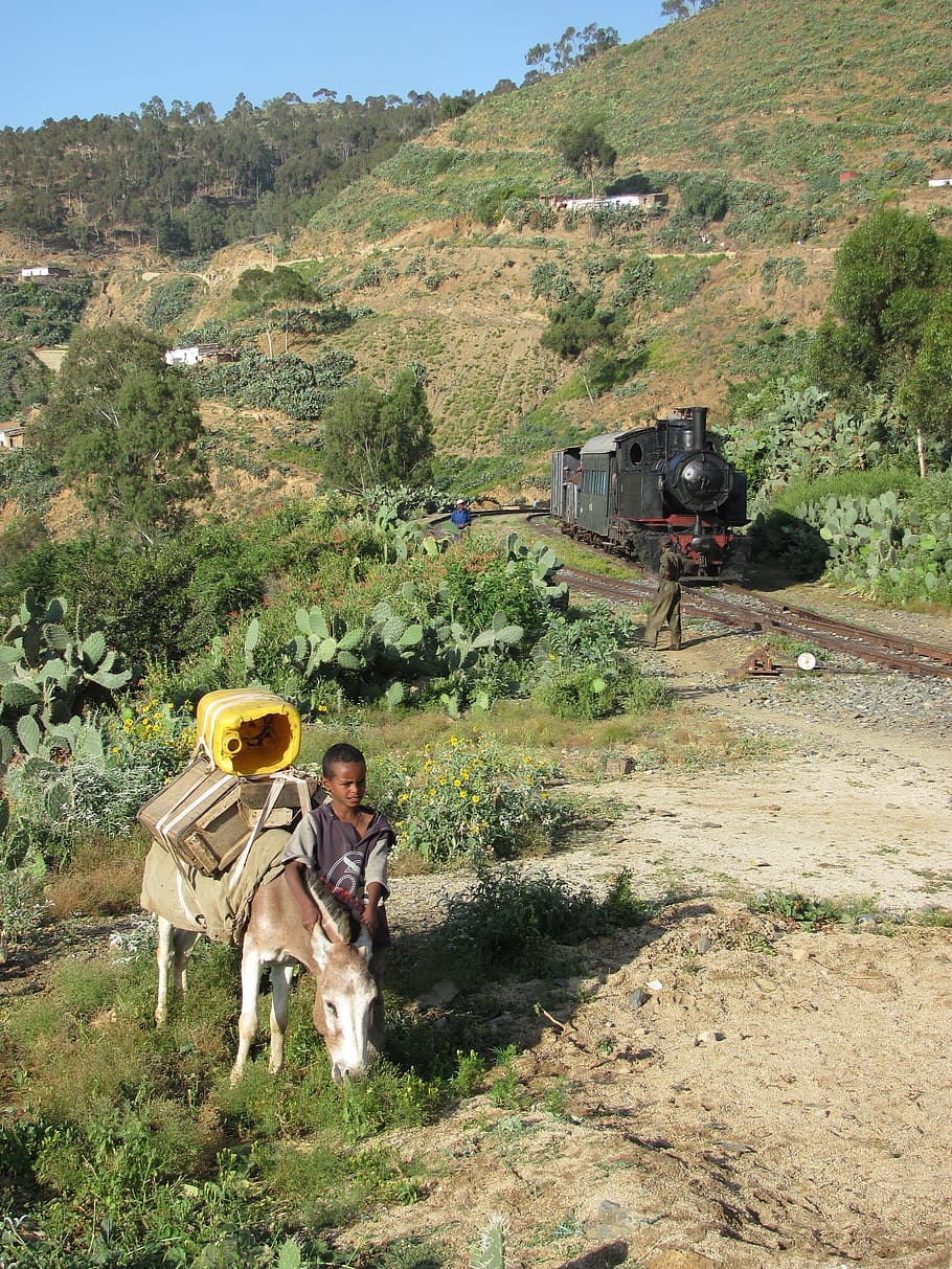 Eritrea, Landscape, Boy, Donkey, Train, hills, trees, plants, grass, track