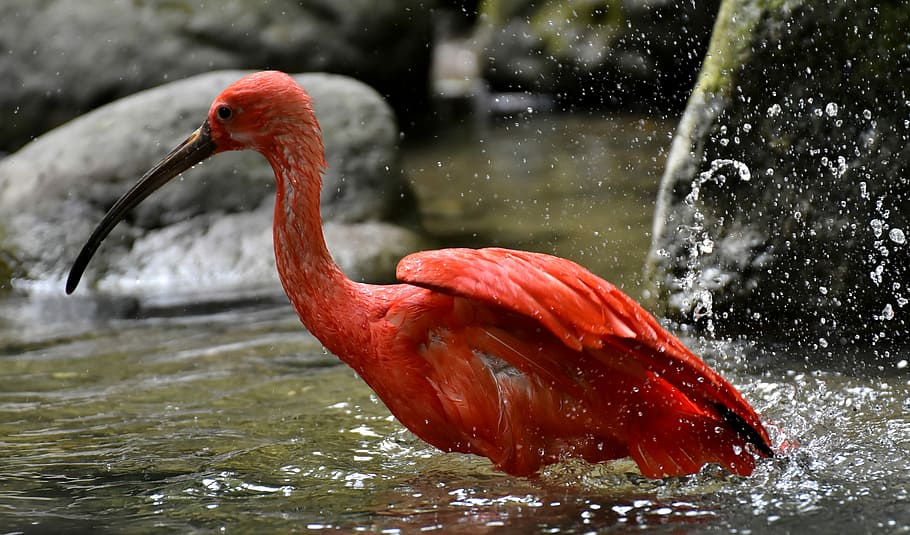 vermelho, flamingo, corpo, água, ibis, eudocimus ruber, ibis escarlate, ibis vermelho, plumagem, jardim zoológico