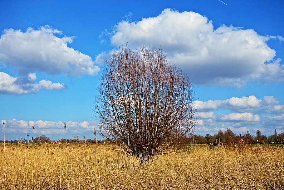bare, tree, blue, white, sky, willow, pollard, pollarded willow, reeds, golden reeds
