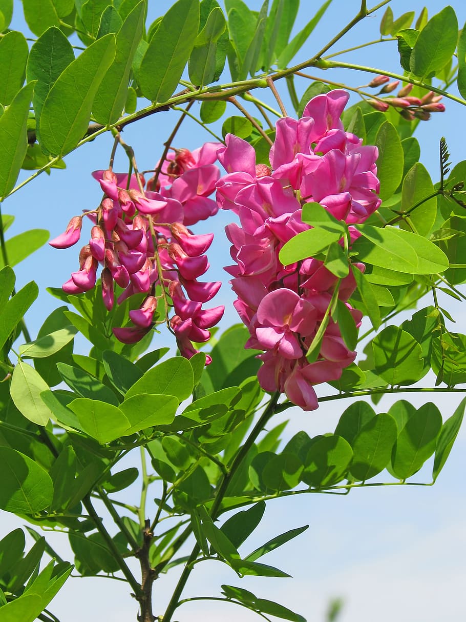 ピンクのアカシア, アカシア, 花, ピンクの花, 緑の葉, 植物, 美しさ, 5月, 枝, 木