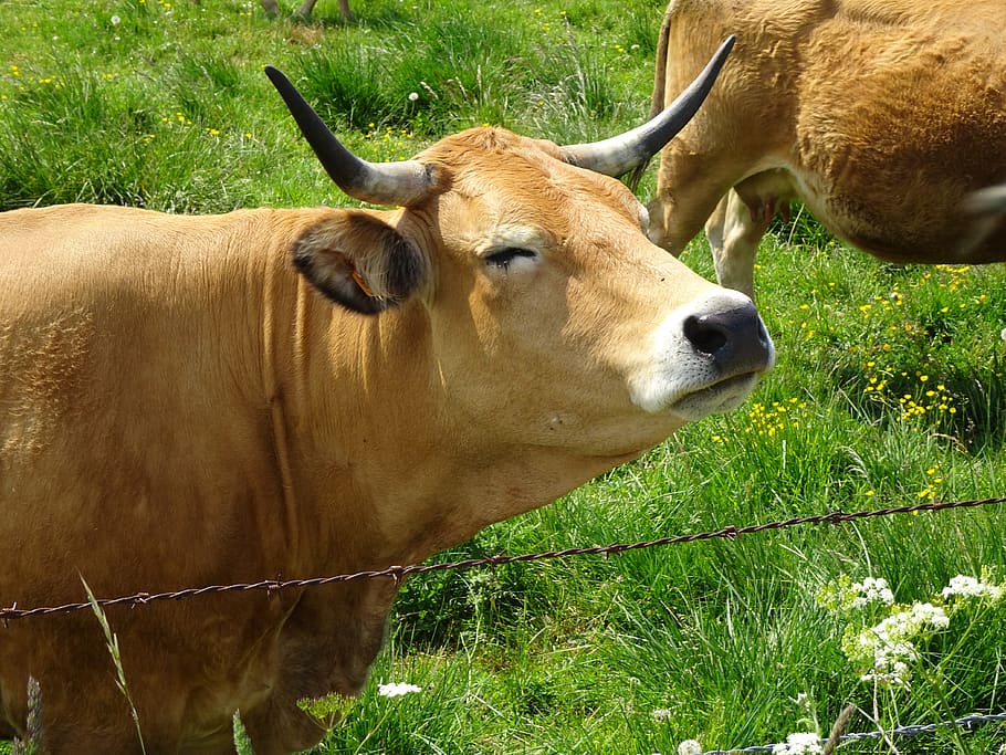 cows, ruminants, animals, farm animals, agriculture, breeding, prairie, pastures, cattle, livestock | Pxfuel