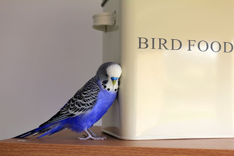 purple, gray, parakeet, budgie, blue, bird, budgerigar, pet, plumage, beak