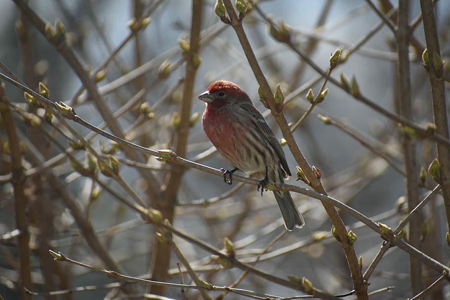 house finch, red, spring, bird, wildlife, nature, beak, songbird, feather, perching