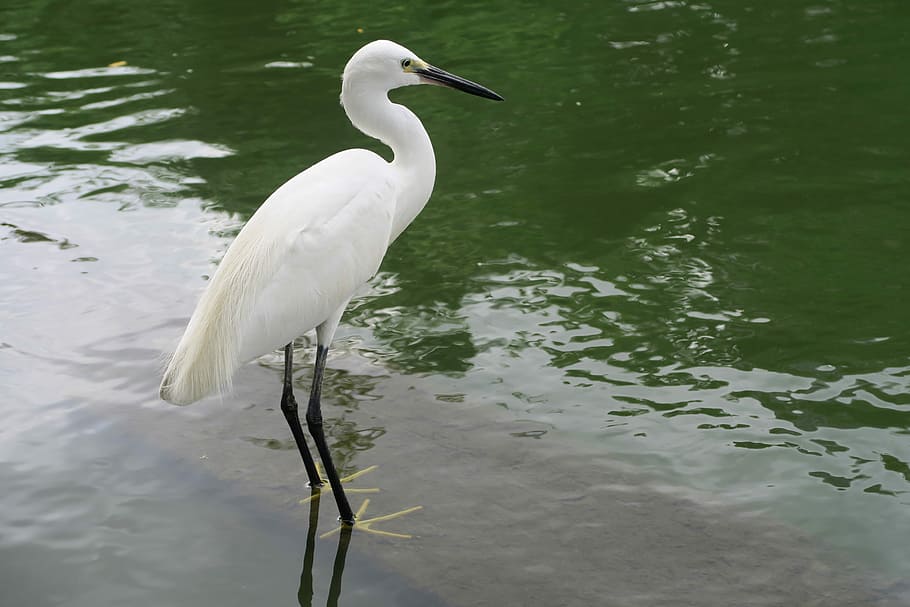 White Heron, Little Egret, Bird, Seaside, one animal, animal themes, animals in the wild, water, animal wildlife, vertebrate