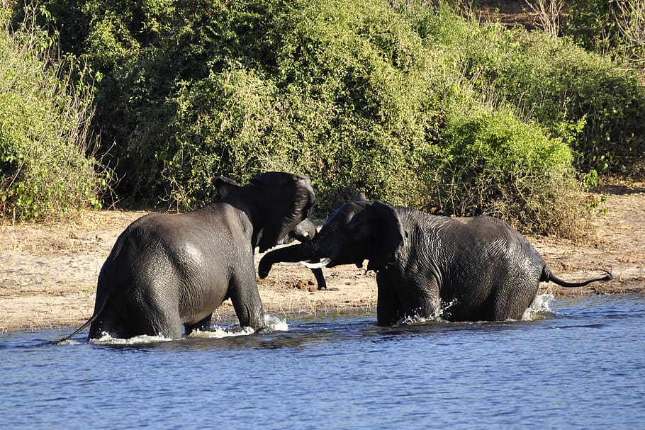 Elephant, Water, Fight, Rivals, water elephant, river, chobe, botswana, africa, animal