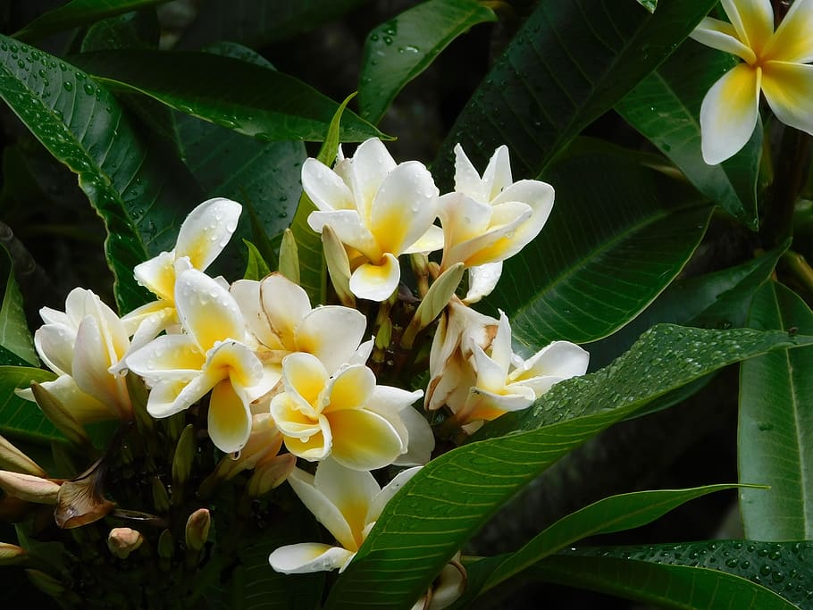 flores amarillas, flor nacional de hawaii, floración, flor, planta  floreciendo, planta, belleza en la naturaleza, fragilidad, vulnerabilidad,  pétalo | Pxfuel