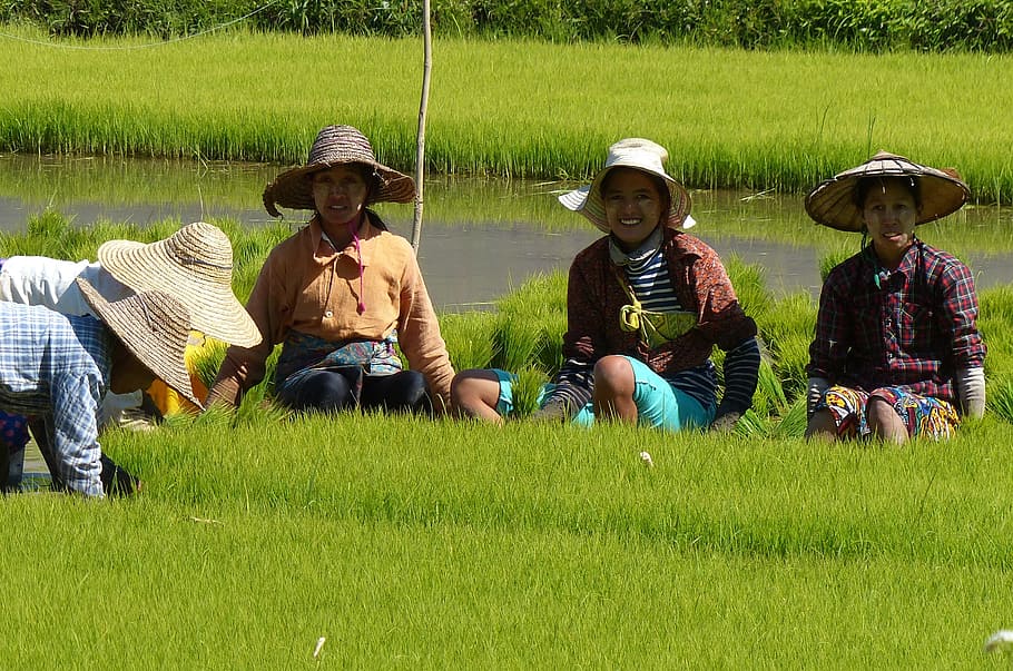field, grass, rice, paddy, farm, plant, group of people, men, real people, land