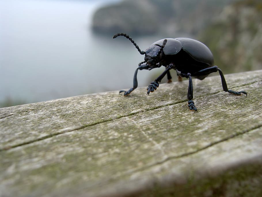 bloody-nosed beetle, beetle, Bloody-Nosed Beetle, beetle, timarcha tenebricosa, blood spewer, blood spewing beetle, bug, insect, animal, creature