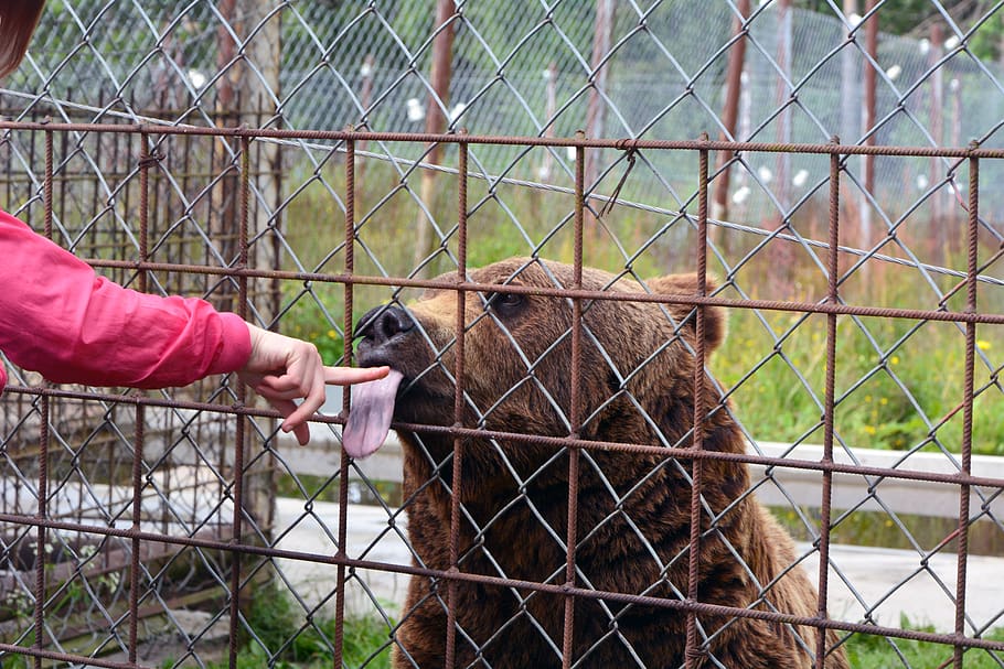honey, licking, bear, predator center, no fear, animal themes, animal, mammal, one animal, fence