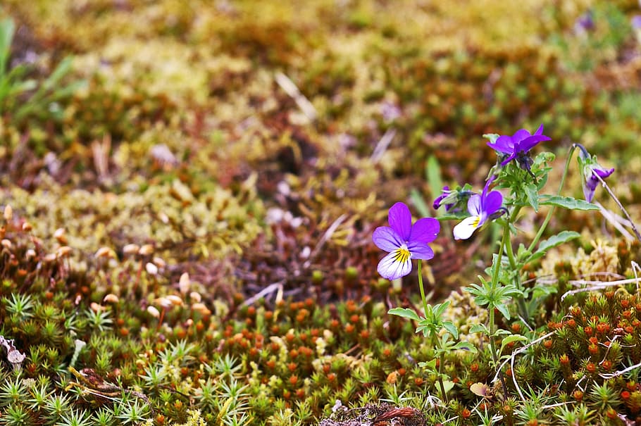 nature, moss, green, plant, fouling, background, pansy, wild pansy, leaves, overgrown