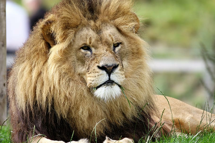 lion, lying, grass field, big, cat, wildlife, wild, carnivore, feline, animal
