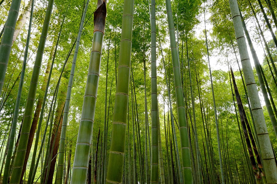 japan, ibaraki, tokyo, bamboo, forest, tree, plant, land, bamboo - plant, bamboo grove