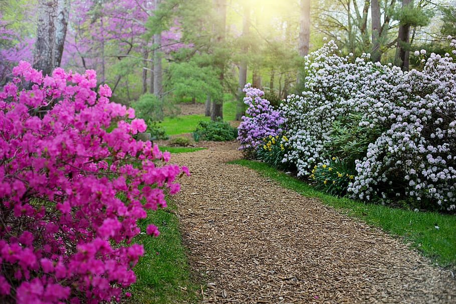 brown, pathway, pink, purple, petaled flowers, spring, rhododendrons, path, walkway, walk
