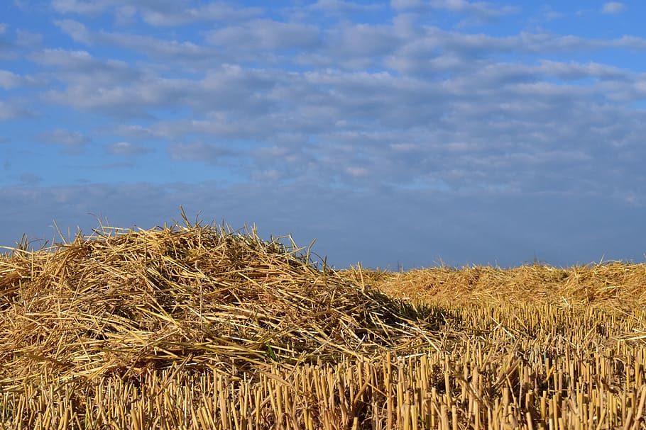 straw, field, stubble, sky, contrast, blue, clouds, summer, agriculture, landscape