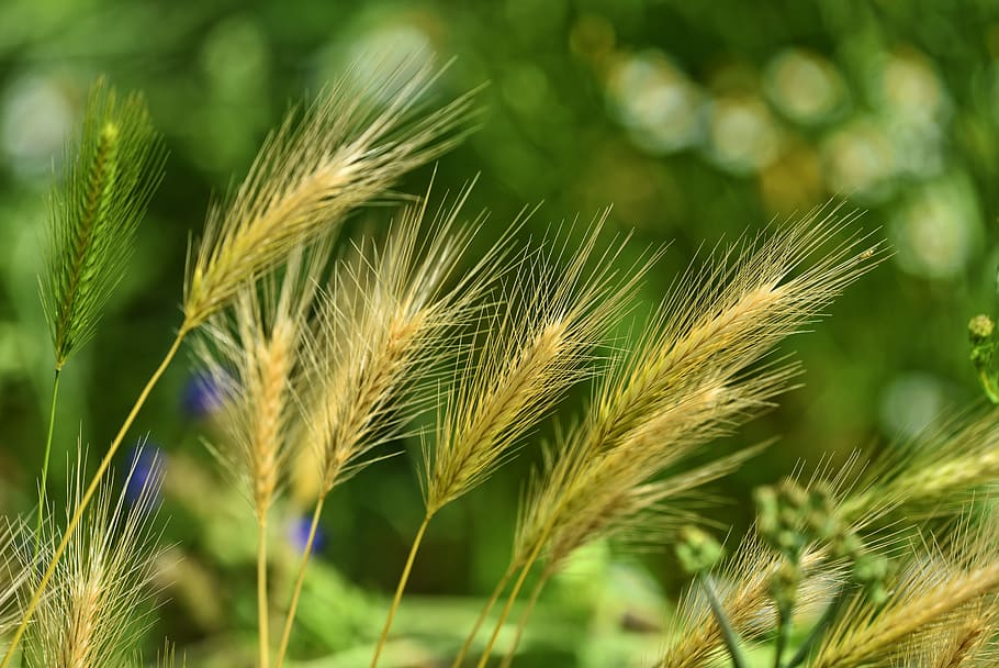 selective, focus photography, brown, grass, foxtail, foxtail barley, weed, wild, perennial, dangerous