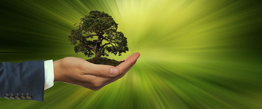 árvore, pessoa, mão, sustentabilidade, manter, energia, globo, renovável, terra, mundo
