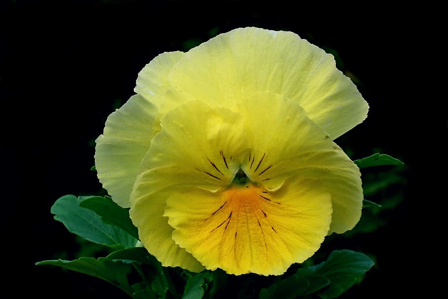 pansies, flowers, yellow, summer, garden, the petals, blooming, nature, closeup, decorative