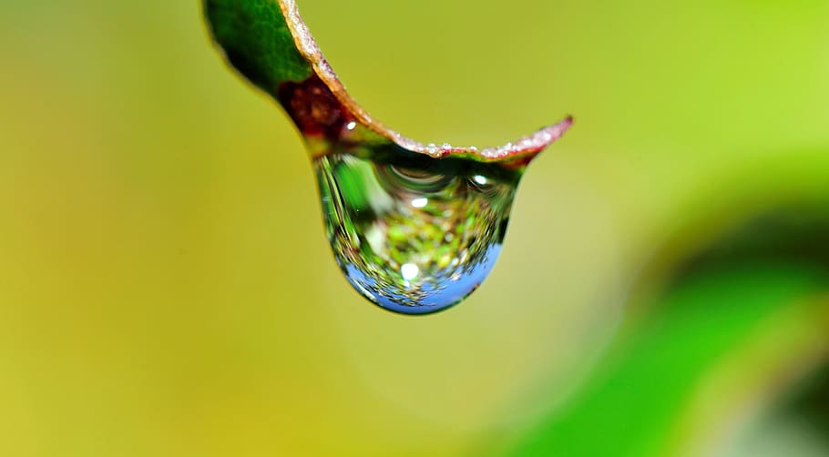 selective, focus photography, tear, drop, water, grass, rain, nature, wet, fall