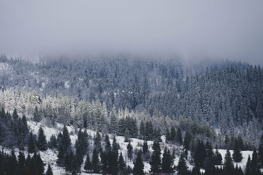 pinos verdes, nieve, invierno, blanco, frío, clima, hielo, árboles, plantas, naturaleza