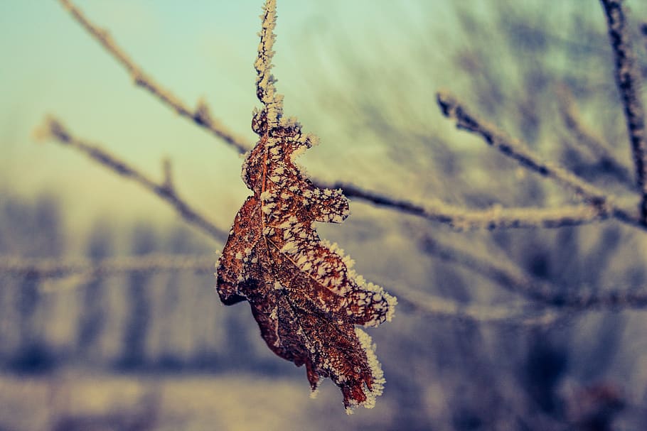 frozen leaf, ice crystals, ice, snow, leaf, winter, frozen, frost, cold, white