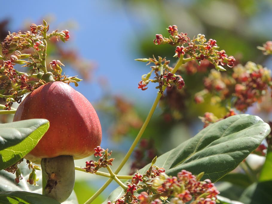 cashew, fruit, blooming, chestnut, food, cashew tree, food and drink, healthy eating, growth, freshness