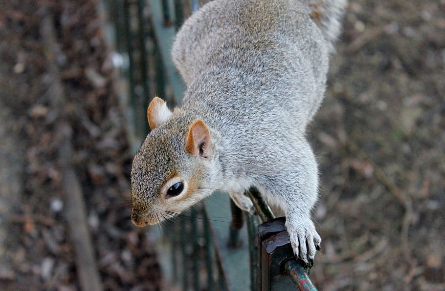 photo of squirrel, squirrel, squirrels, wildlife, animals, outdoors, park, one animal, animal, animal themes