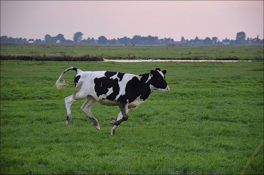 cow, running, grass field, bull, cattle, farm, mammal, domestic, outdoor, farm animals