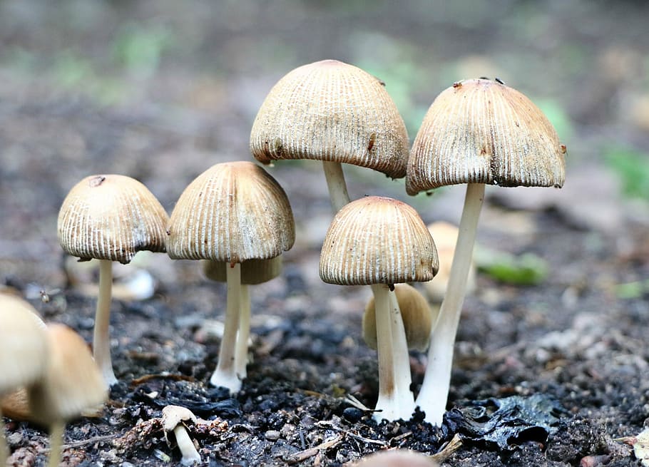 selective, focus photography, brown, mushrooms, daytime, toadstool, forest, poisonous mushrooms, amanita, mycelium