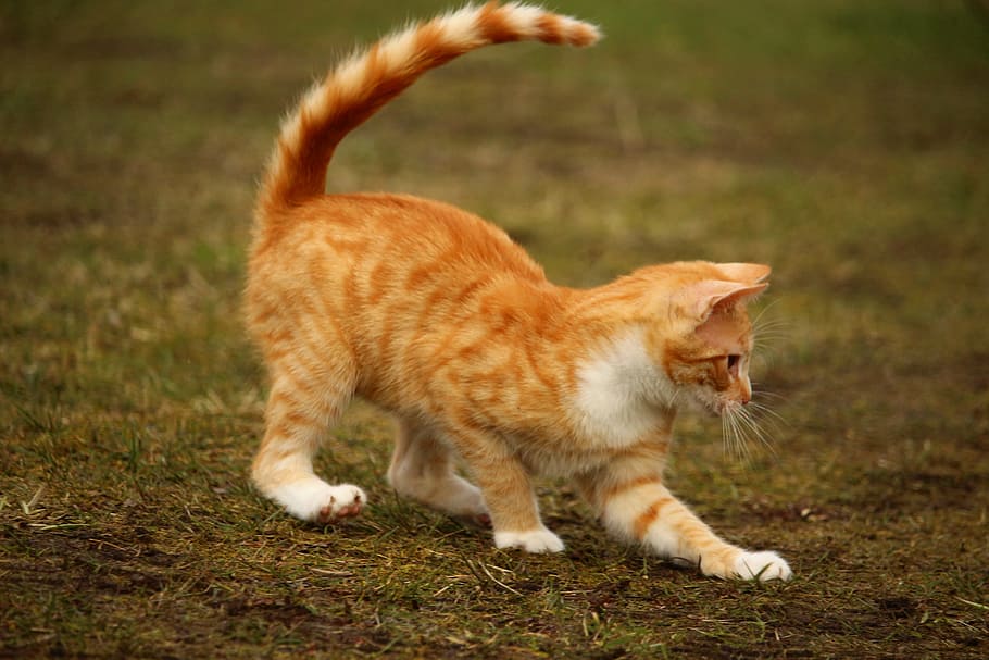 주황색 얼룩 고양이, 고양이, 빨간 고양이, 고양이 새끼, 빨간 고등어 얼룩 무늬가, mieze, 놀이, 잔디, 동물 테마, 동물