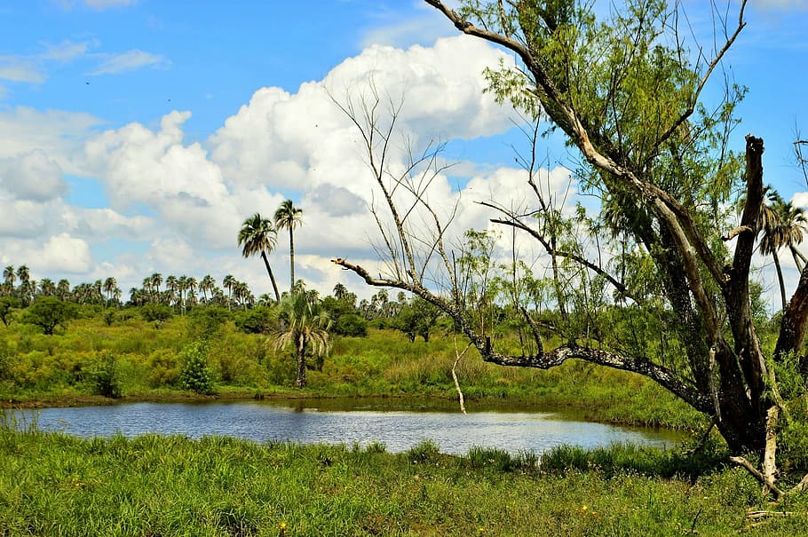 the palmar, entre ríos, national park, palms, nature, landscape, open air, carpinchos, tree, summer