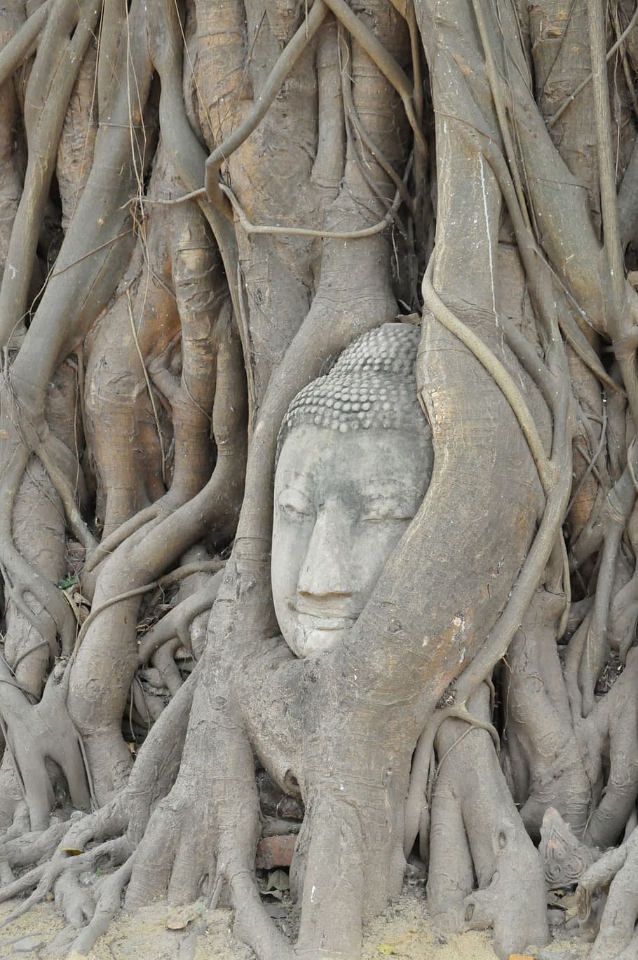 Buddha, Statue, Overgrown, Tree, buddha, statue, sculpture, stonework, thailand, temple, monument