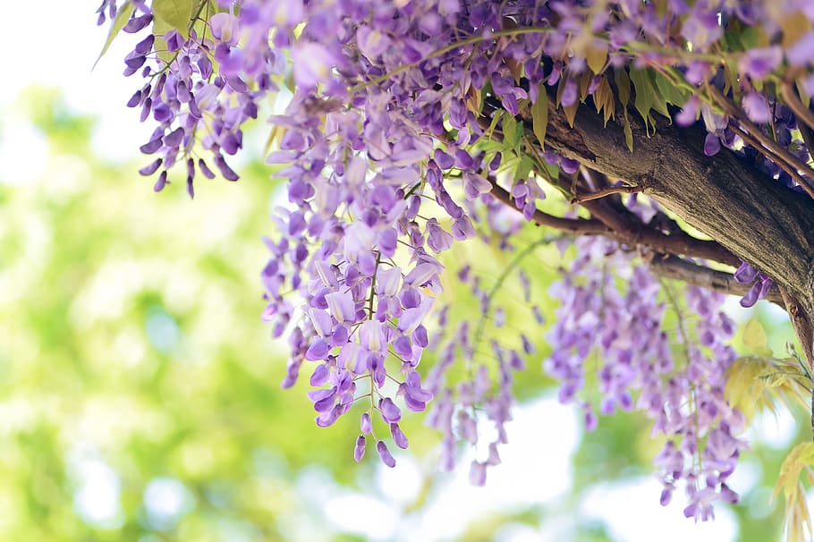 natural, flores, glicina, púrpura, planta, a principios del verano, flor, planta floreciendo, fragilidad, belleza en la naturaleza