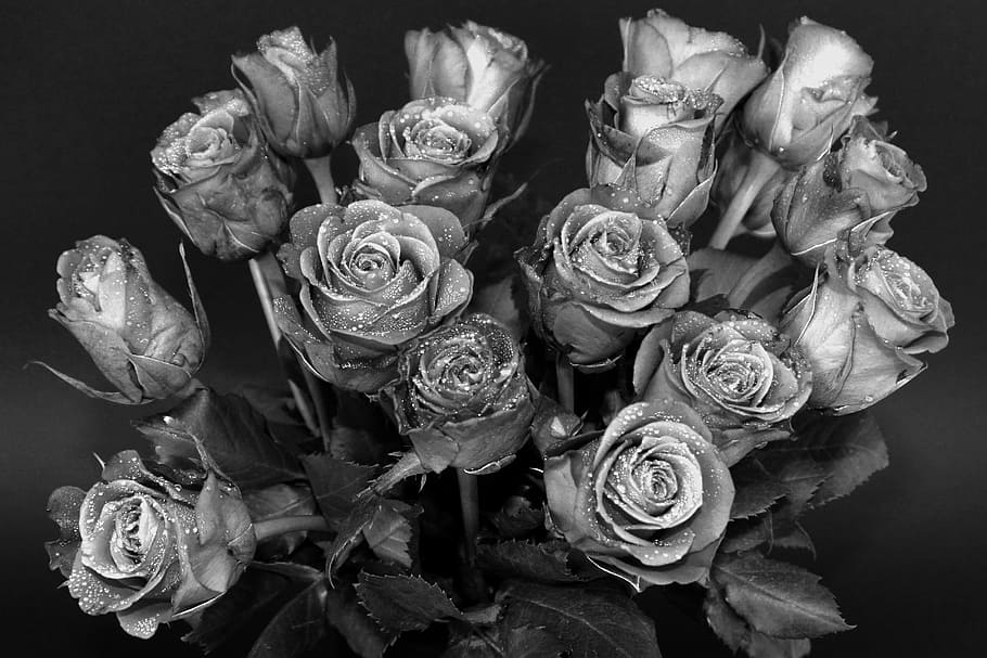 grayscale photo, rose, flower bouquet, roses, drip, bouquet of roses, bouquet, strauss, flowers, rose flower