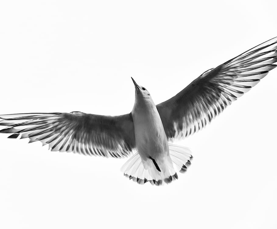 flying bird, flying, bird, black and white, fly, wings, animal, sky, spread wings, one animal