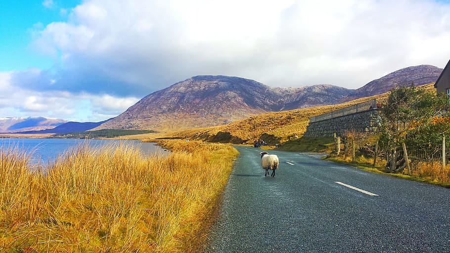 Blanco, cabra, camino, en el camino, Irlanda, Connemara, Europa, calle, carril, urbano
