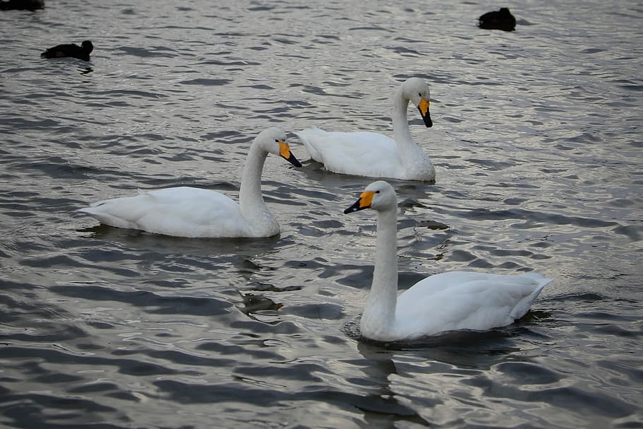 Animal, Swan, Waterfowl, Winter, winter messenger, wild animal, natural, swan lake, animals in the wild, swimming
