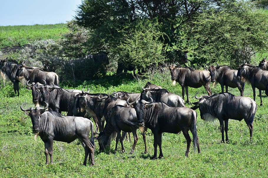 tanzania, afrika, hewan, antelope, gnu, alam, mamalia, menanam, tema hewan, sekelompok binatang