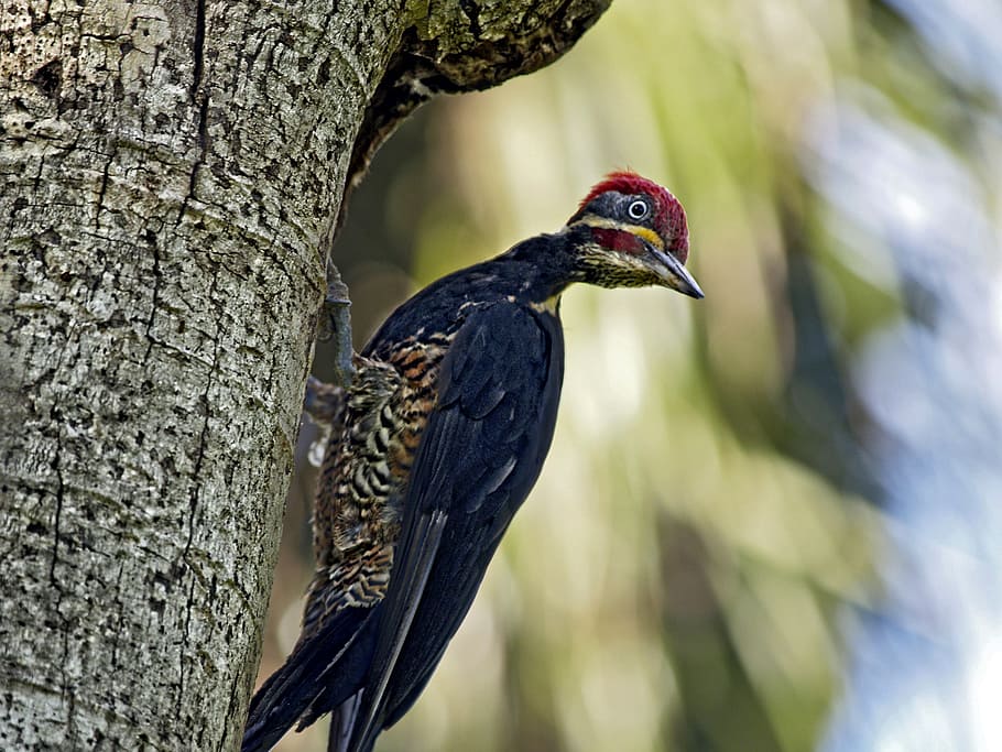 Pileated, Woodpecker, Bird, Animal, pileated, woodpecker, nature, tree, log, watching, one animal
